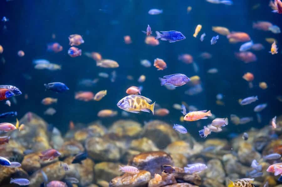 AquaRio and Olympic Boulevard Small Group Tour - Key points at a glance