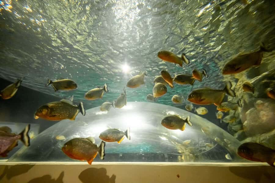 AquaRio and Olympic Boulevard Small Group Tour - Getting picked up and getting oriented fast