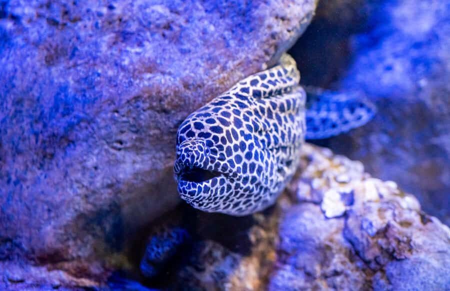 AquaRio and Olympic Boulevard Small Group Tour - The tank that anchors your “under the ocean” feeling