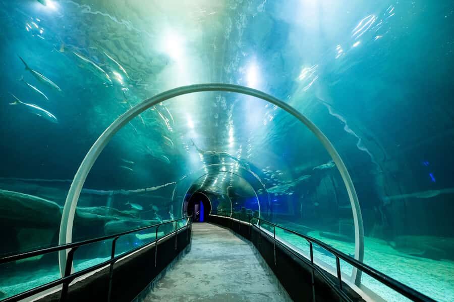AquaRio and Olympic Boulevard Small Group Tour - Who should book this tour (and who might want to rethink it)