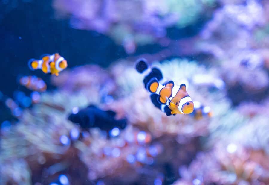 AquaRio and Olympic Boulevard Small Group Tour - Should you book AquaRio and Olympic Boulevard?