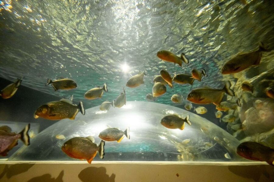 AquaRio and Olympic Boulevard Small Group Tour - FAQ