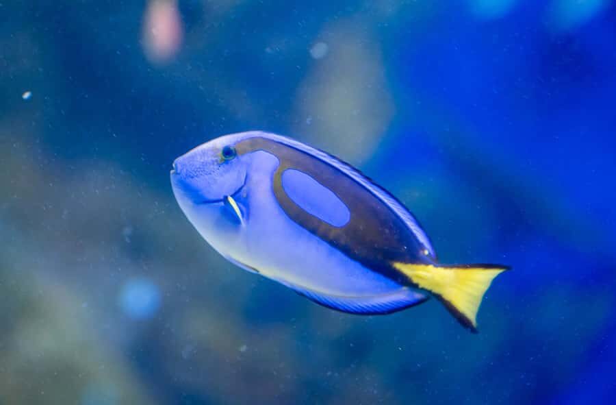 AquaRio and Olympic Boulevard Small Group Tour - AquaRio: why this aquarium feels different from the usual