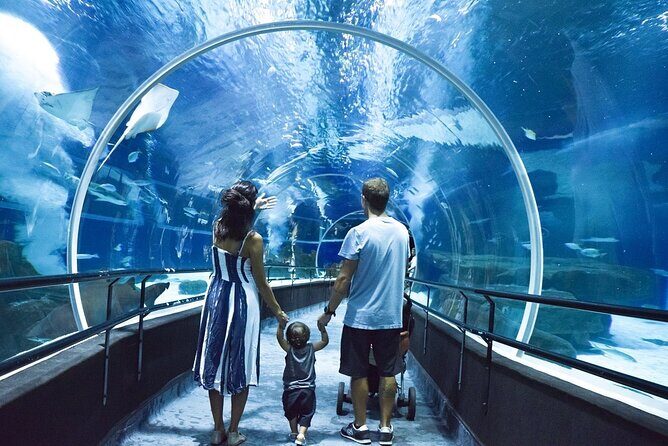 AquaRio, Museum, Boulevard Olimpico, Ferris Wheel, Transport and Tourism Guide. - Museu do Amanhã (Museum of Tomorrow): A Fast External Photo Stop