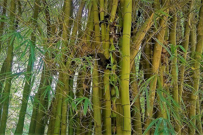 Botanical Garden, a Place of Science, Culture, and Leasure - Who this Botanical Garden + Jockey Club tour is best for