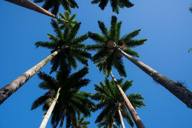 Botanical Garden and Parque Lage Private Tour with a Photographer - Two gardens, one photo story in Rio