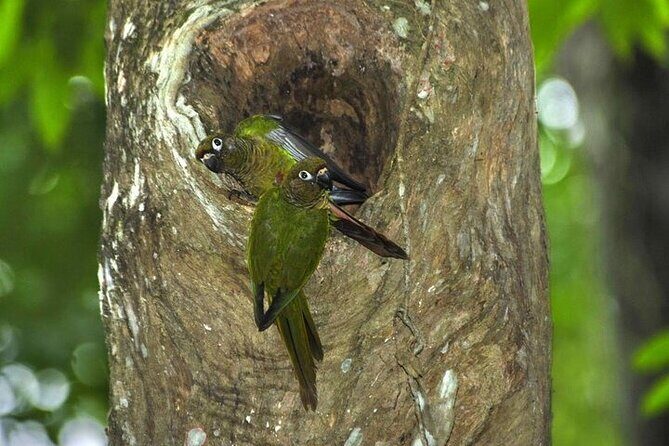 Guided Tour in Tijuca Forest with transfer - Cascatinha Taunay Waterfall: Short, Scenic, and Fresh