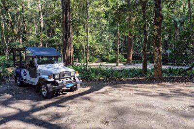 Jeep'n'Culture: Rocinha Favela and Tijuca Rainforest Tour - Wildlife at the Visitor Center Trail: Monkeys, Birds, Butterflies (and Sloths)