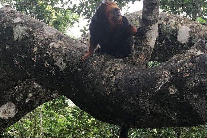 Private Sugarloaf Mountain and Tijuca Forest Tour - Stop 1: Parque Nacional da Tijuca for Fresh Air and Native Wildlife Time