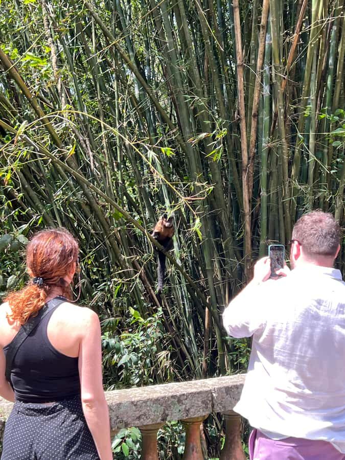 Private Tijuca Forest & Botanical Garden Guided Tour - Tijuca National Park: easy hiking with real nature context