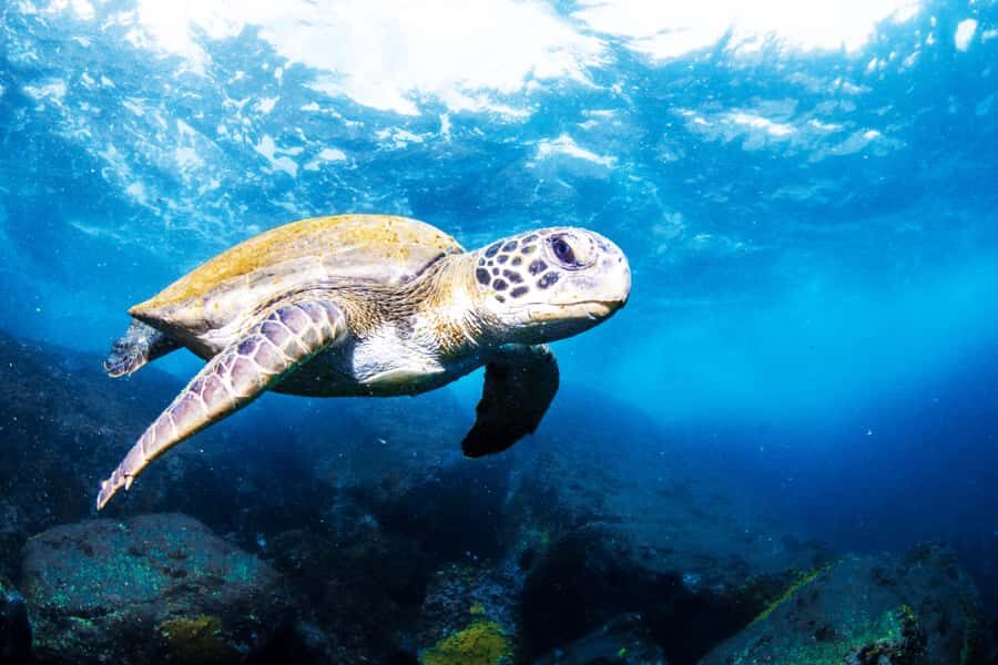 Rio de Janeiro: Arraial do Cabo Scuba Diving Day Trip - Key Highlights You’ll Actually Care About