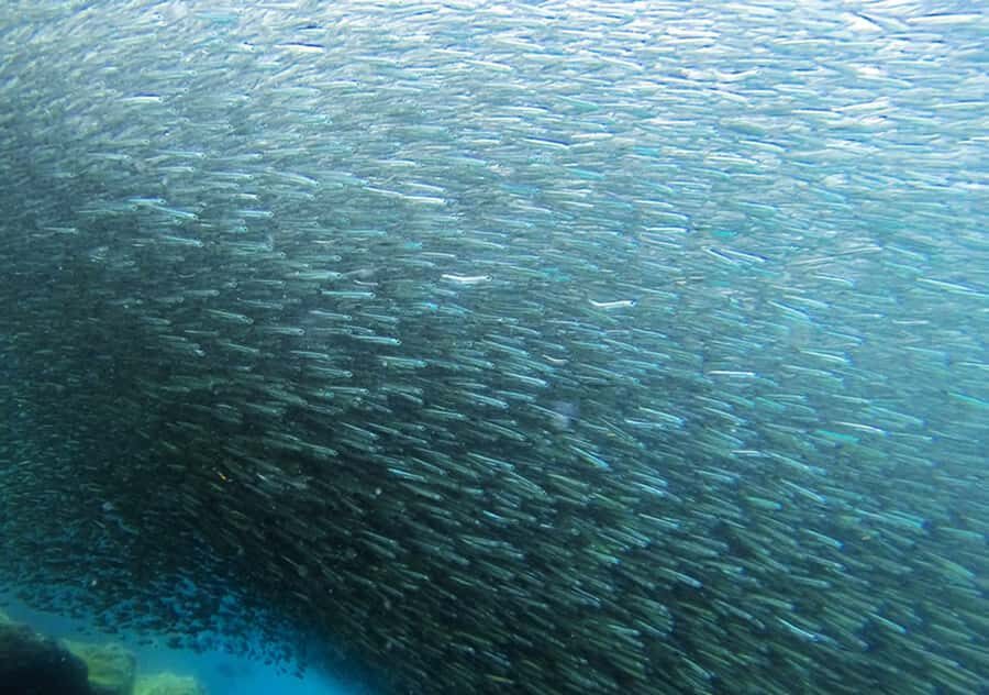 Rio de Janeiro: Arraial do Cabo Scuba Diving Day Trip - Who This Trip Fits Best (And Who Should Skip It)