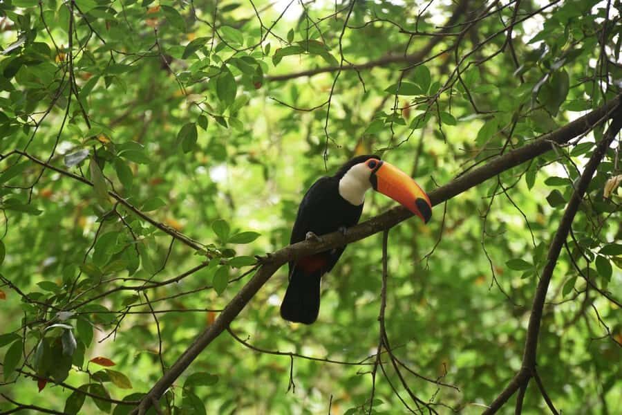 Rio de Janeiro: BioParque Guided Tour with Transfer - BioParque’s conservation model: what makes it feel different