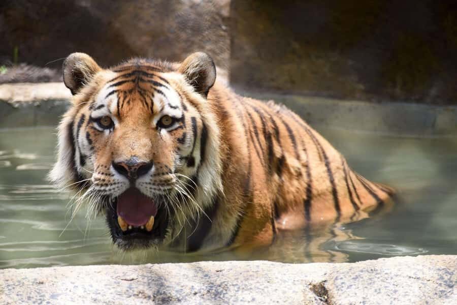 Rio de Janeiro: BioParque Guided Tour with Transfer - The guided commentary: multilingual support and what the guides are like