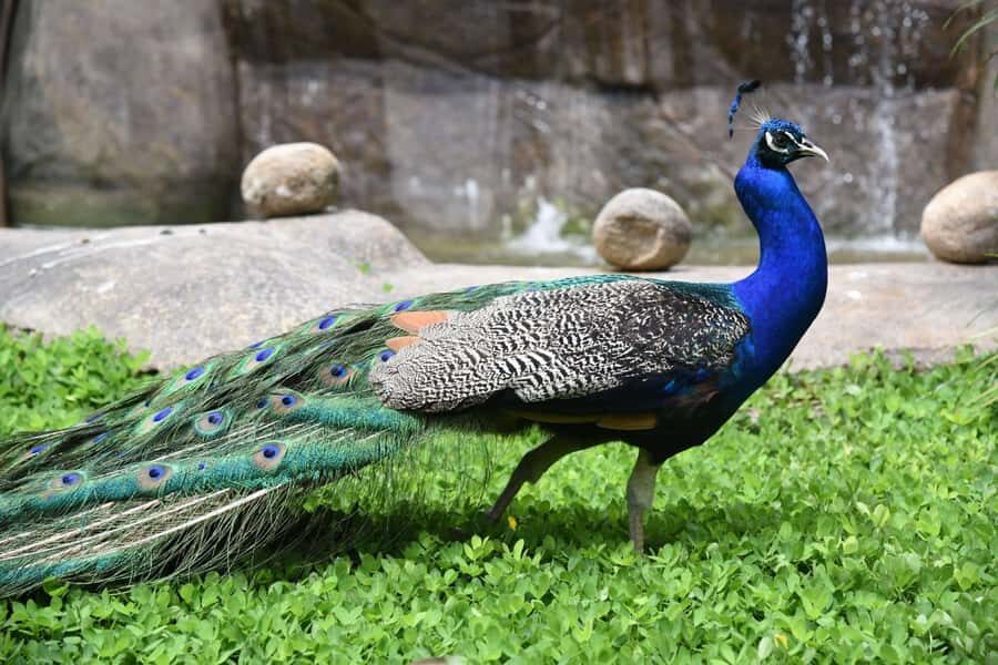 Rio de Janeiro: BioParque Guided Tour with Transfer - Practical planning: what to bring and how to stay comfortable