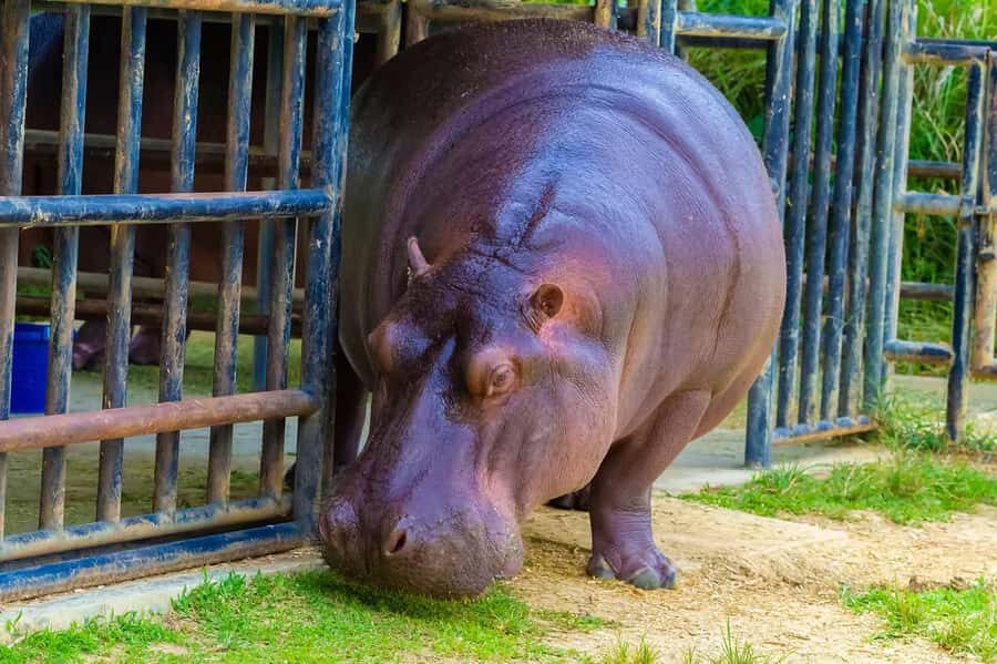 Rio de Janeiro: BioParque Guided Tour with Transfer - Who should book BioParque with transfer (and who might pass)