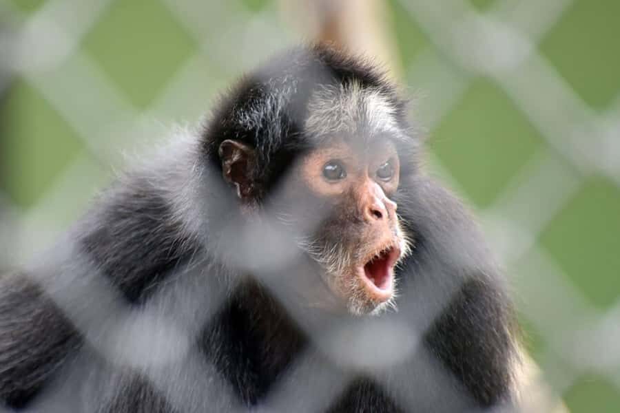 Rio de Janeiro: BioParque Guided Tour with Transfer - FAQ