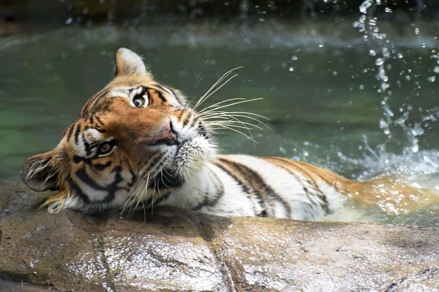 Rio de Janeiro: BioParque Guided Tour with Transfer - The 4-hour format: what your day will feel like