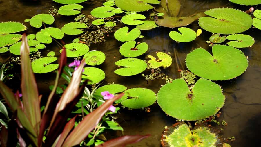 Rio de Janeiro: Botanical Garden Guided Visit - An Old Gunpowder Factory Inside a Garden Setting