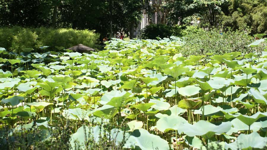Rio de Janeiro: Botanical Garden Guided Visit - Wildlife You Might Spot Without Chasing It