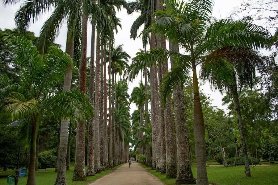 Rio de Janeiro: Botanical Garden & Tijuca Forest Guided Tour - The guide and the pace: small groups help you actually notice things