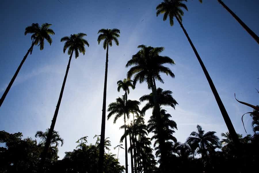 Rio de Janeiro: Botanical Garden & Tijuca Forest Guided Tour - Should you book Rio’s Botanical Garden & Tijuca Forest tour?