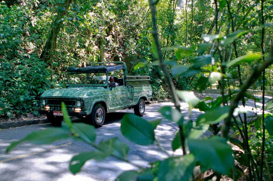 Rio de Janeiro: Botanical Garden & Tijuca Forest Guided Tour - Scenic stops that make the forest worth the effort