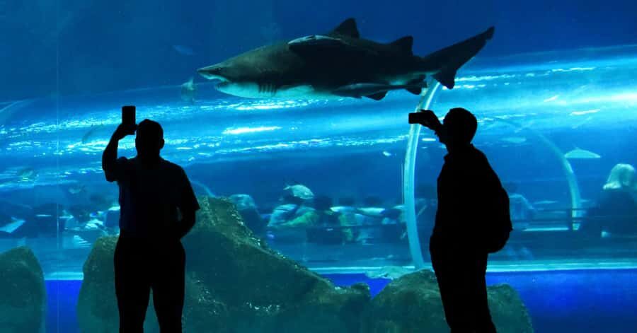 Rio de Janeiro: Marine Aquarium Entry Tickets - Key takeaways for AquaRio marine aquarium tickets