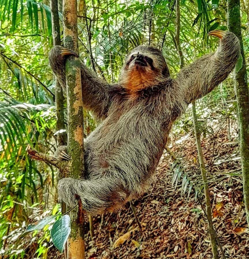 Rio: Tijuca Forest Small Group Hike to Caves and Waterfalls - Cascatinha Taunay: the first major payoff waterfall stop