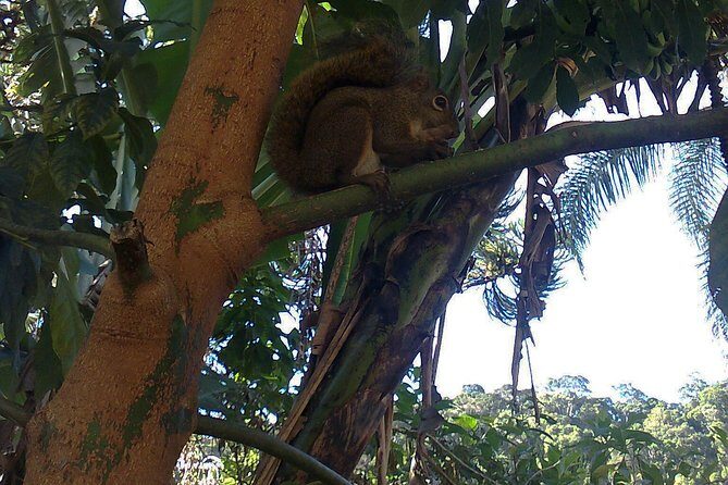 Serra dos Orgaos National Park – EcoTour - Serra dos Órgãos National Park: what this eco tour gives you