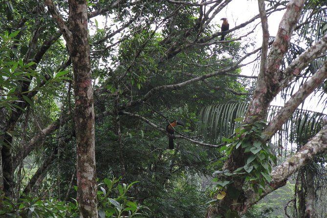 Tijuca Forest Hiking Tour including Waterfalls - Where you meet, how pickup works, and who this tour fits best