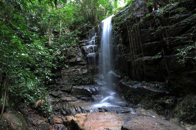 Tijuca Forest Hiking Tour including Waterfalls - The 4-hour format: how to make this half-day feel complete