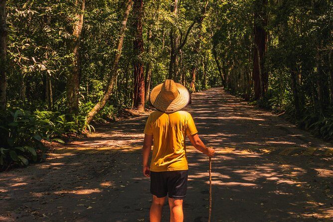 Tijuca Forest Trail - specialized guide and photos - The trail itself: shade, wildlife chances, and that incline reality