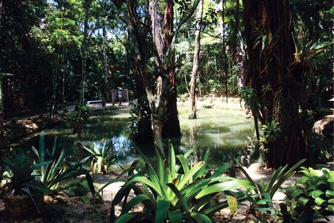 Tijuca's National Park - Eco Hiking Tour - Why Tijuca feels different from other Rio nature stops