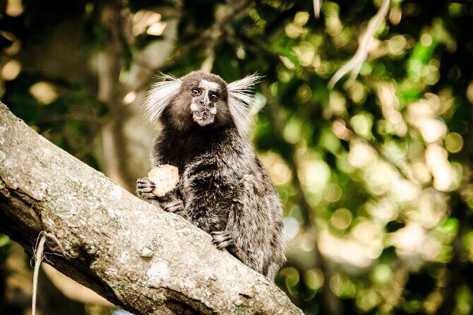 Top Tijuca Forest Private Tour with Botanical Garden - Entering Rio’s rainforest: what makes this tour work