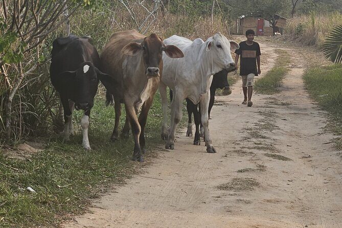 Visit Indigenous Native Guarani Village in Marica - Key things to know before you go
